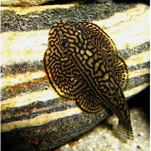 СЕВЕЛИЯ РАЗЛИНОВАННАЯ - Sewellia lineolataСЕВЕЛИЯ РАЗЛИНОВАННАЯ - Sewellia lineolata