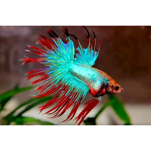 ПЕТУШОК КОРОНА