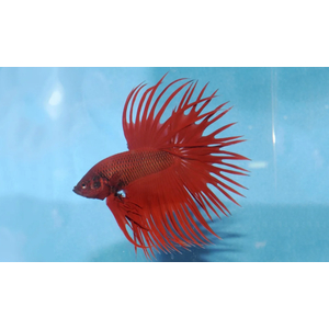 ПЕТУШОК КОРОНА