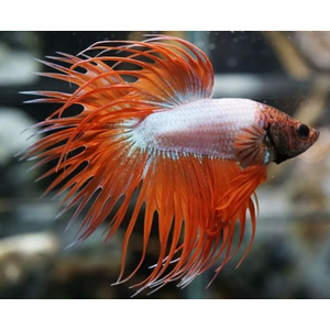 ПЕТУШОК КОРОНА