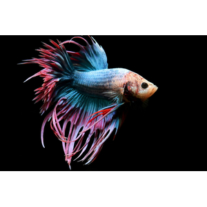 ПЕТУШОК КОРОНА