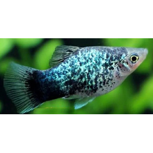 ПЕЦИЛИЯ КАЛИКО ГОЛУБАЯ