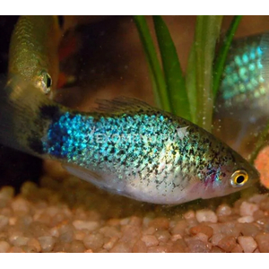 ПЕЦИЛИЯ КАЛИКО ГОЛУБАЯ