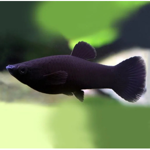 Моллинезия чёрная (в англоязычных странах — «Чёрная молли») — селекционная форма моллинезии. Выведена искусственно, в природе не встречается.