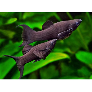 МОЛЛИНЕЗИЯ ЧЕРНАЯ ЛИРАХВОСТАЯ - Poecilia sphenops var. Black