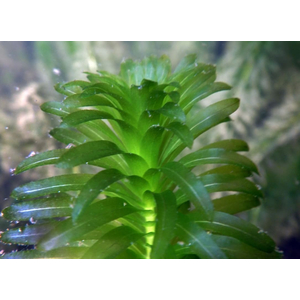 ЭЛОДЕЯ ДЕНСА