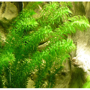 ЭЛОДЕЯ ДЕНСА