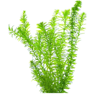 ЭЛОДЕЯ ДЕНСА