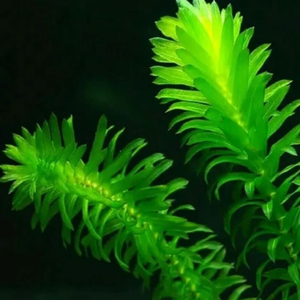 ЭЛОДЕЯ ДЕНСА