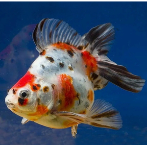 РИУКИН СИТЦЕВЫЙ - Ryukin Goldfish var. Calico