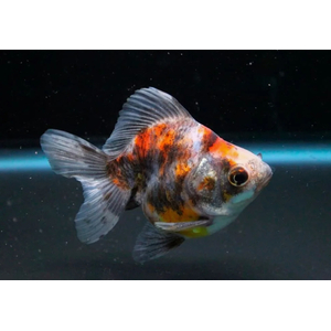 РИУКИН СИТЦЕВЫЙ - Ryukin Goldfish var. Calico