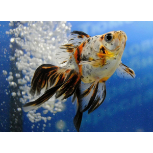 РИУКИН СИТЦЕВЫЙ - Ryukin Goldfish var. Calico