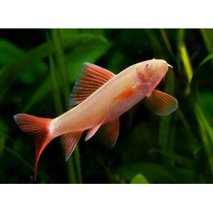 ЛАБЕО АЛЬБИНОС