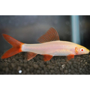 ЛАБЕО АЛЬБИНОС