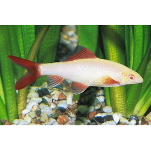 ЛАБЕО АЛЬБИНОС