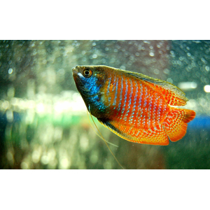 ЛЯЛИУС ПОЛОСАТЫЙ, Colisa lalia