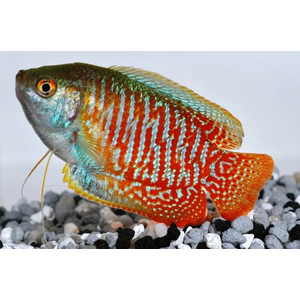 ЛЯЛИУС ПОЛОСАТЫЙ, Colisa lalia