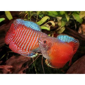 ЛЯЛИУС ПОЛОСАТЫЙ, Colisa lalia