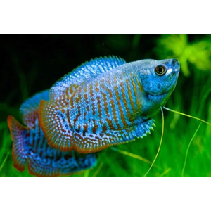 ЛЯЛИУС НЕОНОВЫЙ