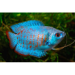 ЛЯЛИУС НЕОНОВЫЙ