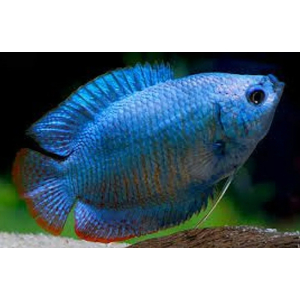 ЛЯЛИУС КОБАЛЬТОВЫЙ