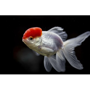 ОРАНДА КРАСНАЯ ШАПОЧКА