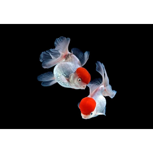 ОРАНДА КРАСНАЯ ШАПОЧКА