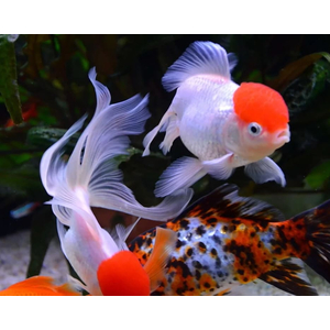 ОРАНДА КРАСНАЯ ШАПОЧКА