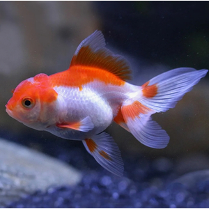 ОРАНДА КРАСНО-БЕЛАЯ