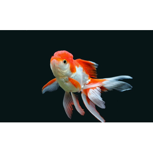 ОРАНДА КРАСНО - БЕЛАЯ