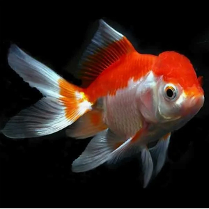 ОРАНДА КРАСНО - БЕЛАЯ