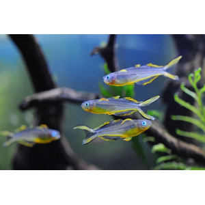 Pseudomugil furcatus — вид рыбки, известный как попондетта фурката (вильчатохвостая синеглазка). Это небольшая стайная рыбка из семейства Псевдомугиловые.