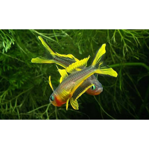 Pseudomugil furcatus — вид рыбки, известный как попондетта фурката (вильчатохвостая синеглазка). Это небольшая стайная рыбка из семейства Псевдомугиловые.