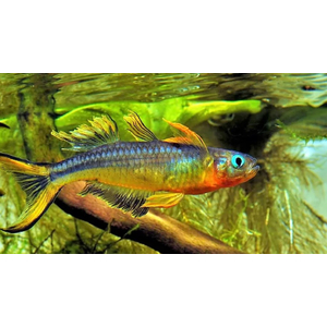 Pseudomugil furcatus — вид рыбки, известный как попондетта фурката (вильчатохвостая синеглазка). Это небольшая стайная рыбка из семейства Псевдомугиловые.