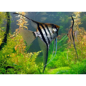 СКАЛЯРИЯ ЗЕБРА ПОЛОСАТАЯ