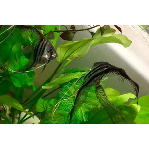 СКАЛЯРИЯ ЗЕБРА ПОЛОСАТАЯ