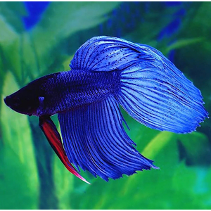 ПЕТУШОК ВУАЛЬ СИНИЙ