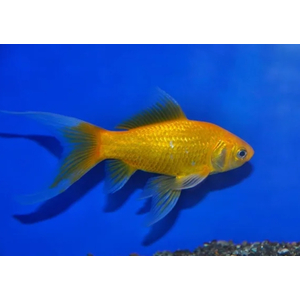 КОМЕТА ЖЕЛТАЯ ЛИМОННАЯ