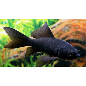 КОМЕТА ЧЕРНАЯ