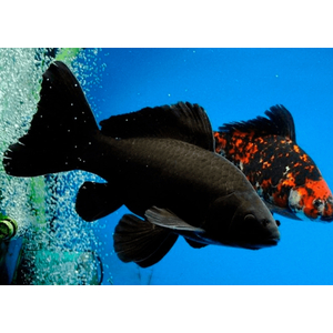 КОМЕТА ЧЕРНАЯ