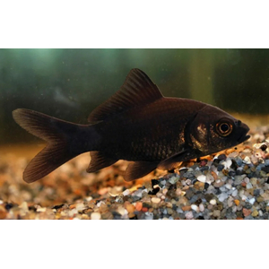 КОМЕТА ЧЕРНАЯ