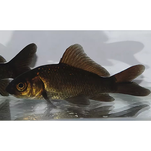 КОМЕТА ЧЕРНАЯ