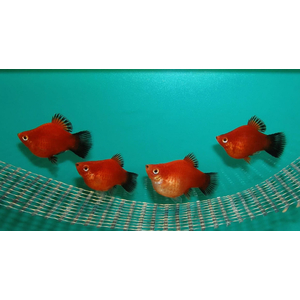 ПЕЦИЛИЯ КРАСНАЯ ЧЕРНОХВОСТАЯ БАЛЛОН