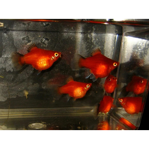 ПЕЦИЛИЯ КРАСНАЯ ЧЕРНОХВОСТАЯ БАЛЛОН