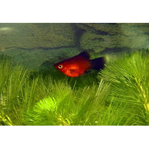 ПЕЦИЛИЯ КРАСНАЯ ЧЕРНОХВОСТАЯ БАЛЛОН