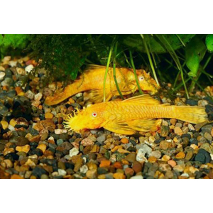 АНЦИСТРУС ЗОЛОТОЙ