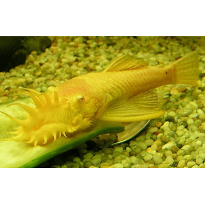 АНЦИСТРУС ЗОЛОТОЙ