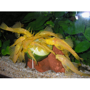 АНЦИСТРУС ЗОЛОТОЙ