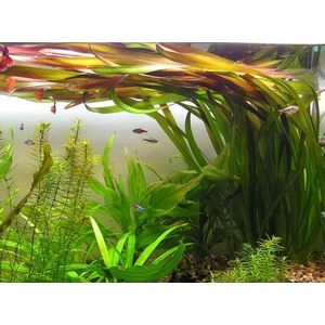 ВАЛЛИСНЕРИЯ ГИГАНСКАЯ - Vallisneria gigantea