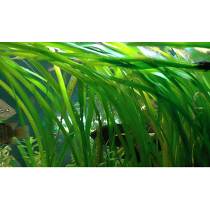 ВАЛЛИСНЕРИЯ ГИГАНСКАЯ - Vallisneria gigantea